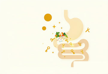 Editorial illustration of a friendly stylized stomach and intestine with golden enzyme molecules shaped like keys and scissors breaking apart a plate of food, illustrating the theme of digestive enzymes.