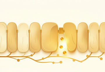 Editorial illustration of stylized intestinal epithelial cells with a single loosened gap, with golden particles slipping into a delicate bloodstream, illustrating the theme of intestinal permeability and leaky gut.